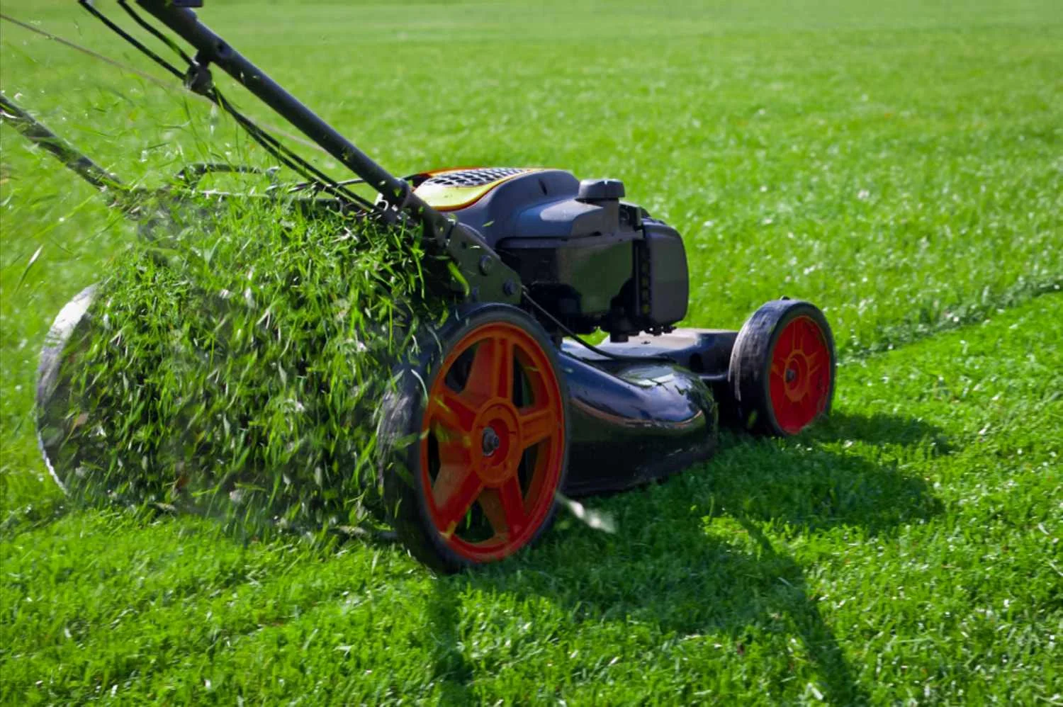 lawn care services Buffalo NY